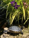 IMG_9542.jpeg