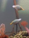 DSCF7353.JPG