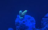 IMG_0955.jpeg