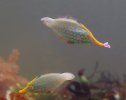 DSCF7443.JPG