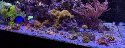 IMG_8385.jpeg