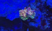 IMG_1684.jpeg