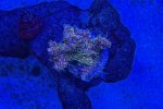 IMG_2193.jpeg