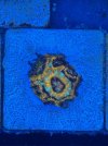 IMG_5225.jpeg