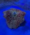 IMG_1085.jpeg