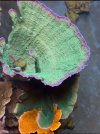 IMG_3168.jpeg