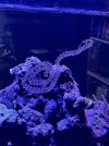 IMG_8395.jpeg