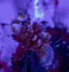 IMG_1526.jpeg