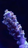 IMG_1520.jpeg