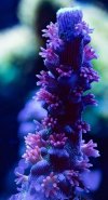 IMG_1518.jpeg