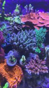 IMG_0185.jpeg