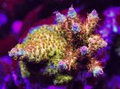 IMG_1542.jpeg