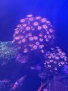 IMG_2338.jpeg