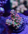 IMG_1605.jpeg