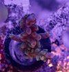 IMG_1607.jpeg