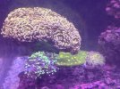 IMG_2439.jpeg