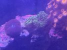 IMG_2442.jpeg