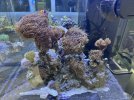 IMG_6961.jpeg