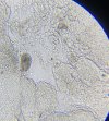 IMG_4791.jpeg