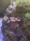 Acan.webp