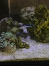 wrasse_mandarin.webp