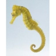 Seahorse lover